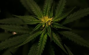 Cannabis Prescription Process