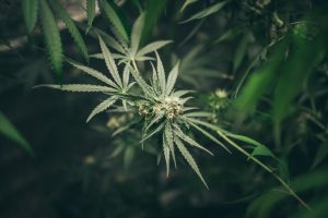 Why Is Health Canada Limiting Medical Growers