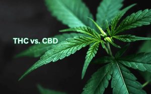 THC vs. CBD